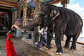 The great Chola temples of Tamil Nadu - the Nageshvara temple of Kumbakonam. The elephant blessing 